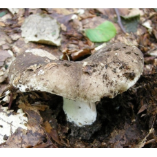 Мицелий Подгруздка черного / Сыроежка черная (Russula adusta) Мицелий Подгруздка черного / Сыроежка черная (Russula adusta)